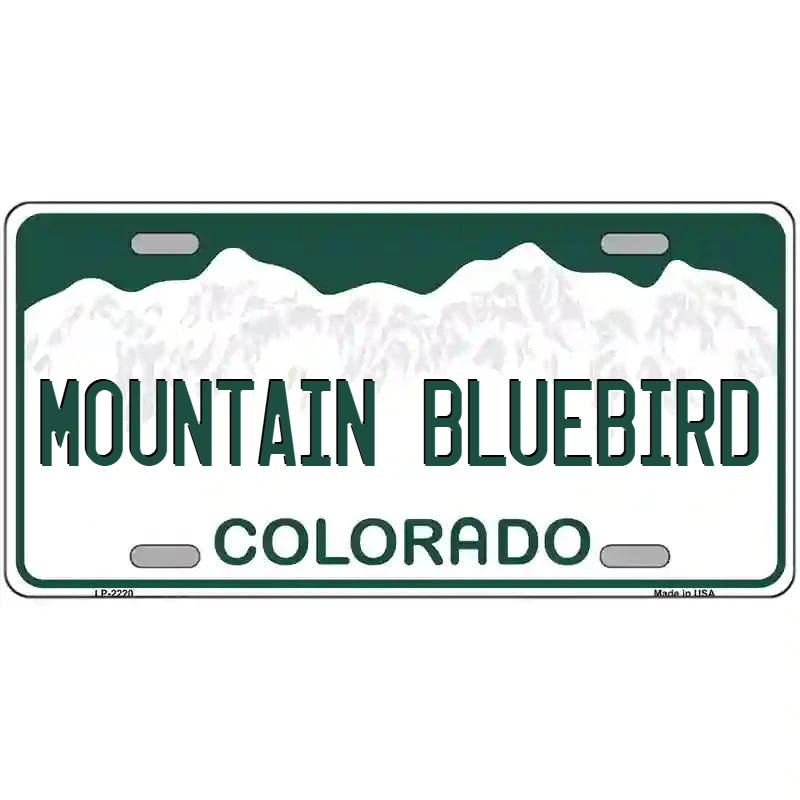 Mountain Bluebird Colorado Metal Sign