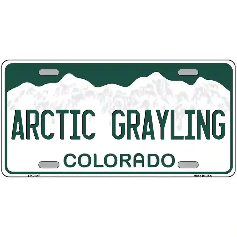 Arctic Grayling Colorado Metal Sign