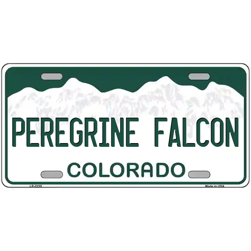 Peregrine Falcon Colorado Metal Sign